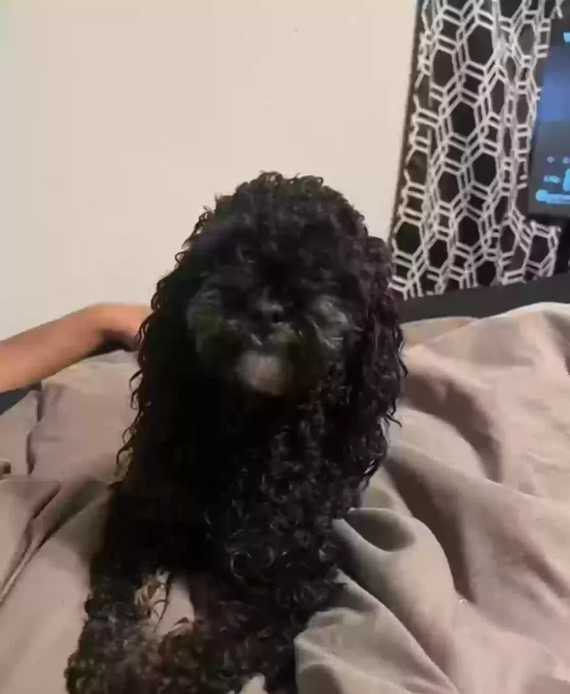 Lost dog in Arlington, TX, 76017