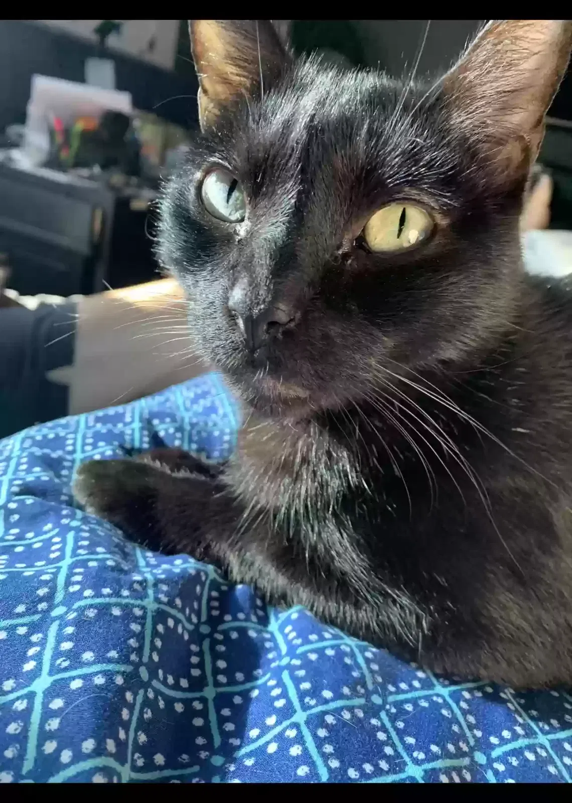 Lost cat in Panorama City, CA, 91402