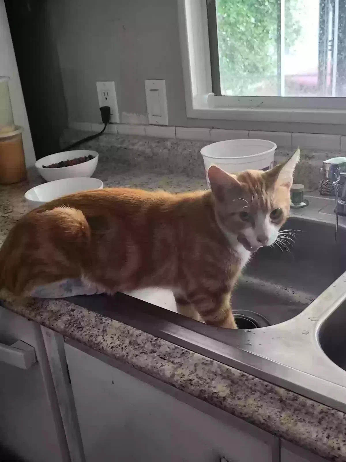 Lost cat in New Port Richey, FL, 34652