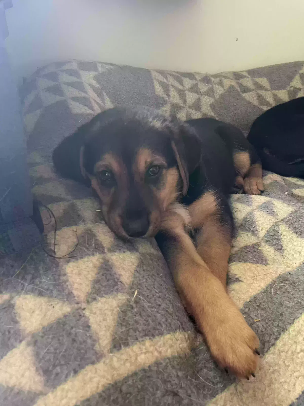 Lost dog in Dinwiddie, VA, 23841