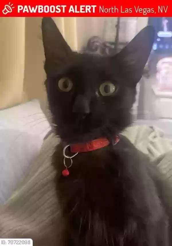 Lost cat in North Las Vegas, NV, 89031