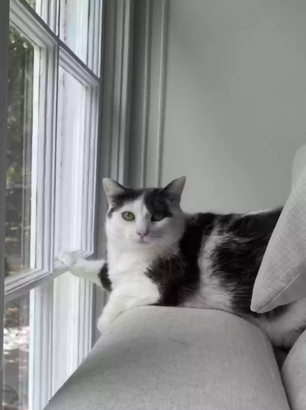 Lost cat in Glendale, CA, 91206