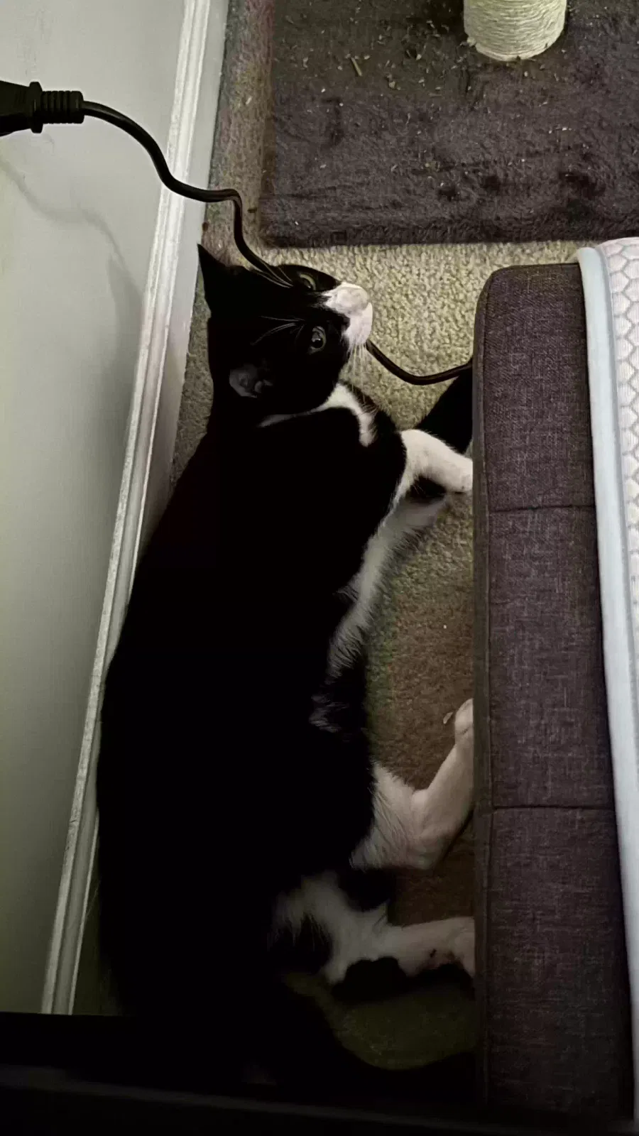 Lost cat in Greensboro, NC, 27403