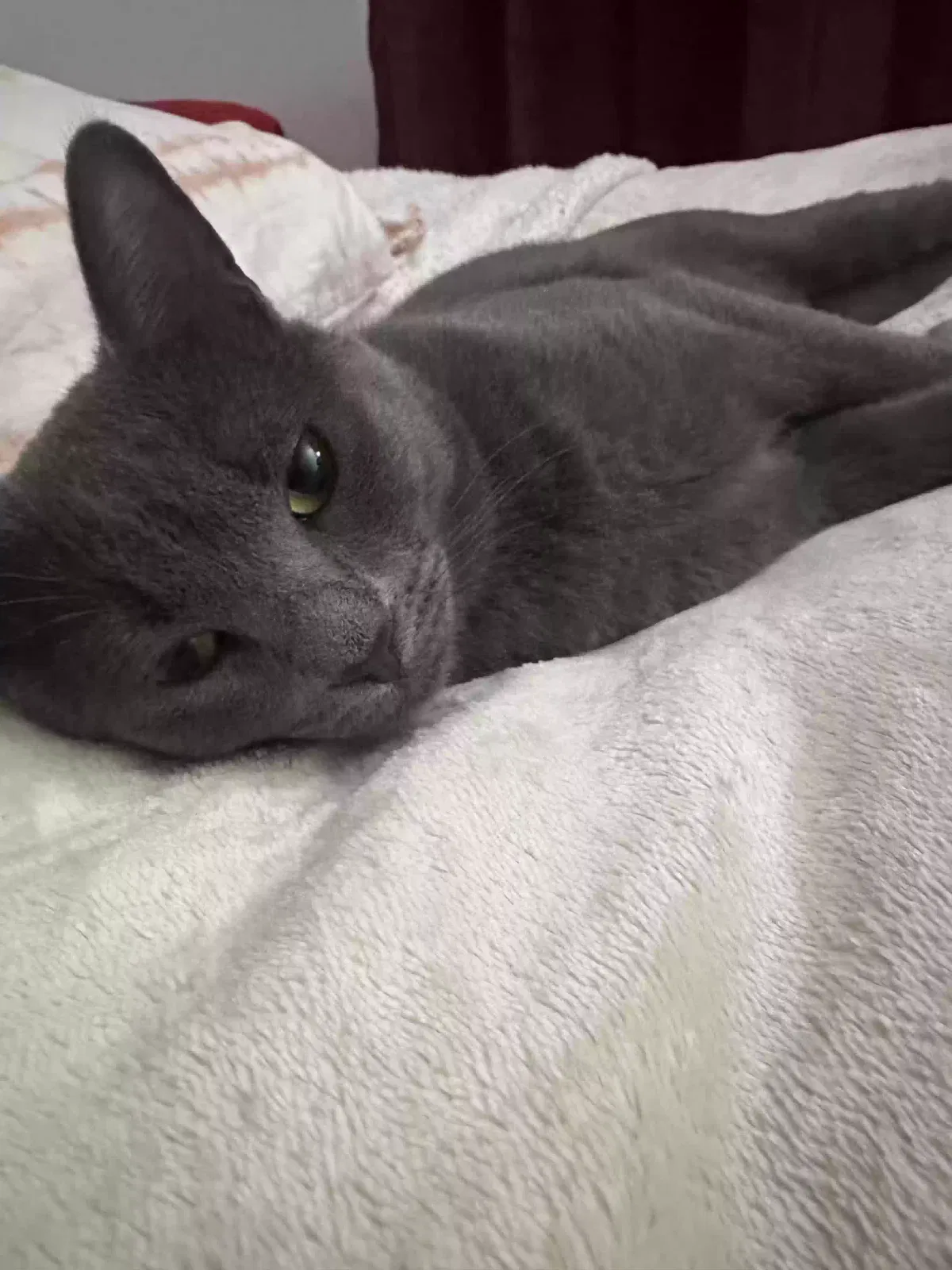 Lost cat in Miami, FL, 33156