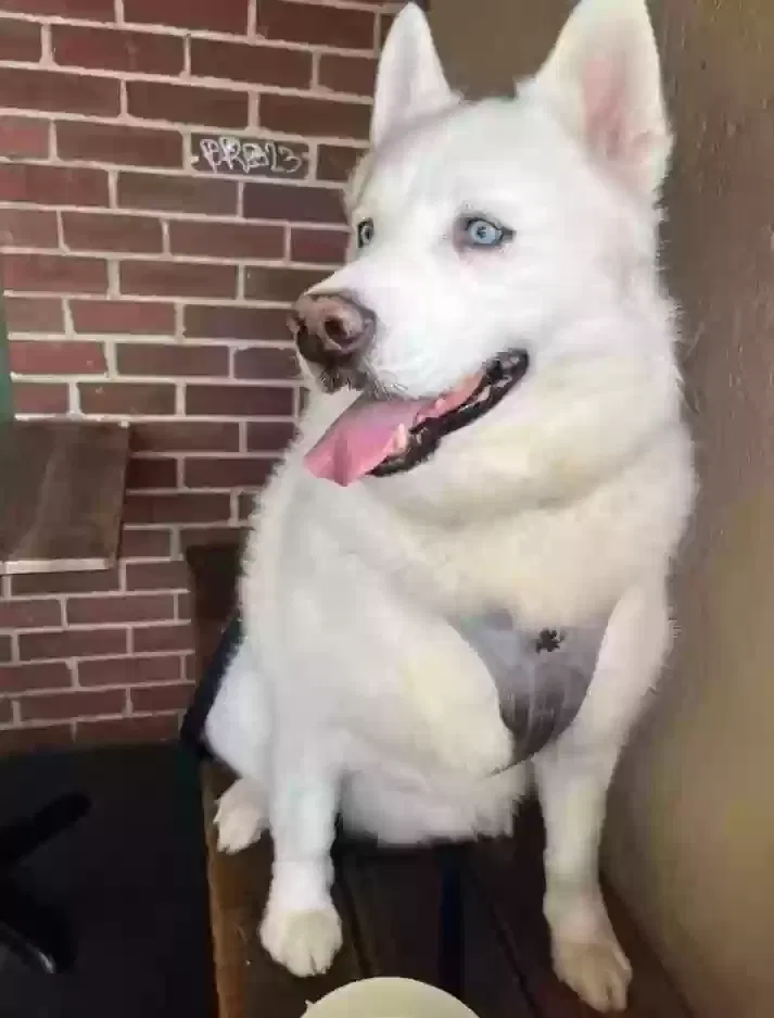 Lost dog in Memphis, TN, 38111