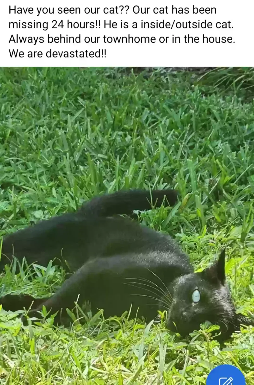 Lost cat in Tampa, FL, 33618