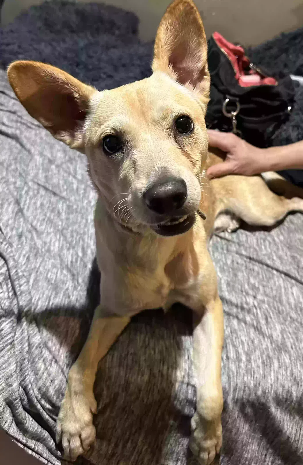 Found dog in Patterson, CA, 95363