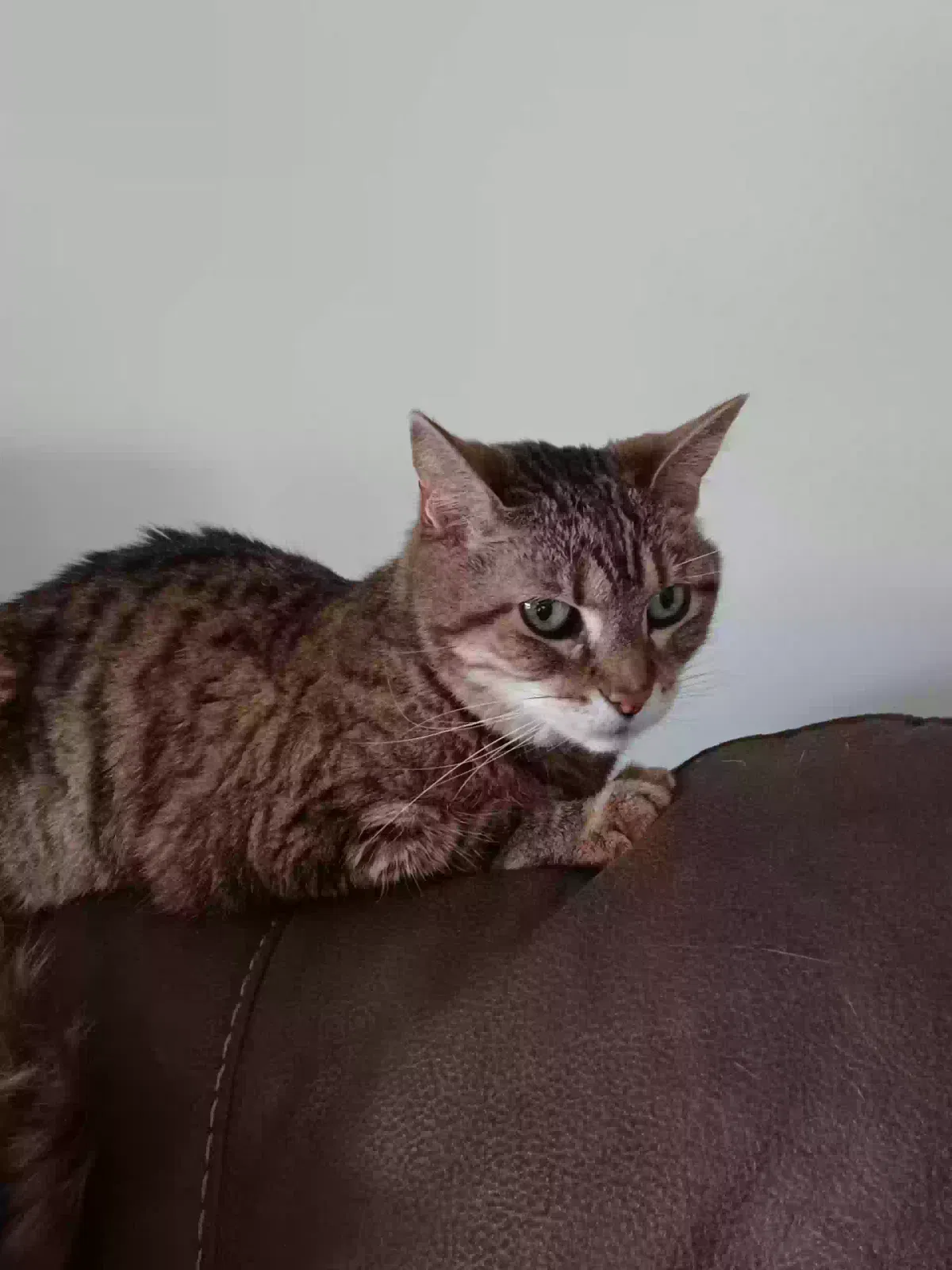 Lost cat in Elgin, IL, 60124
