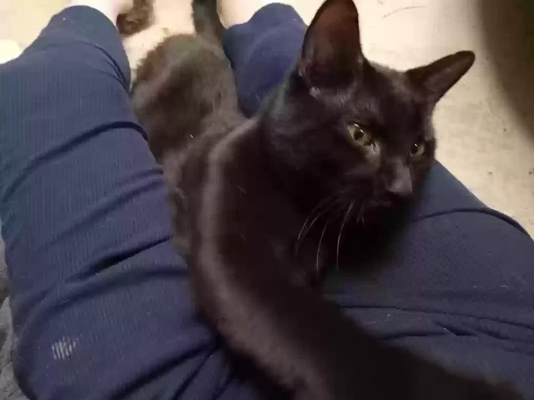Found cat in Broken Arrow, OK, 74011