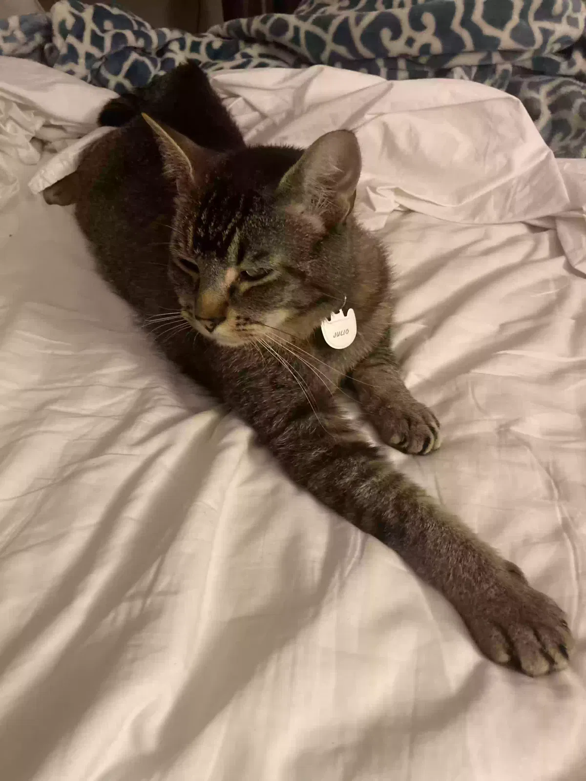 Lost cat in Minneapolis, MN, 55413
