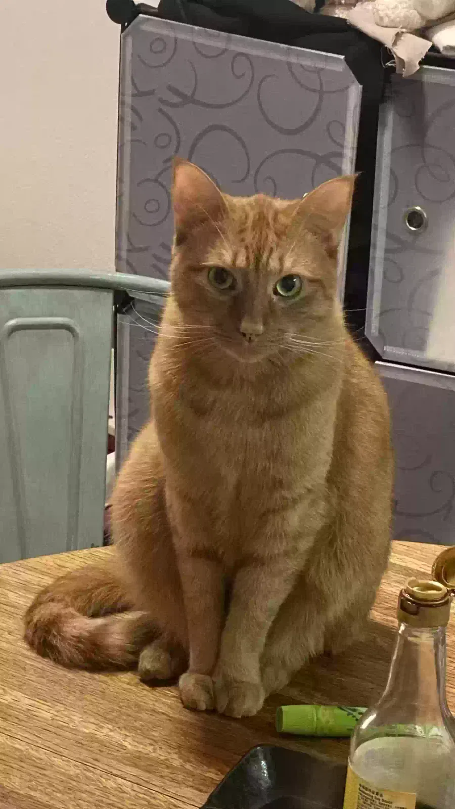 Lost cat in Fullerton, CA, 92835