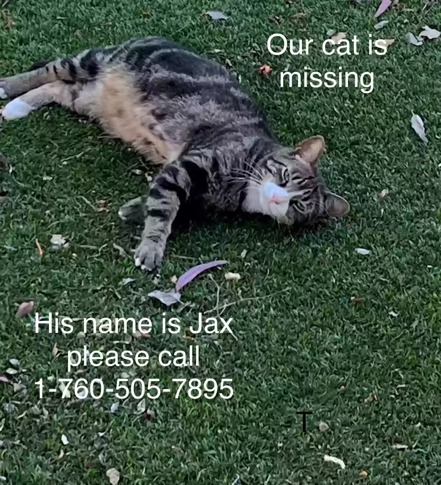 Lost cat in Temecula, CA, 92591