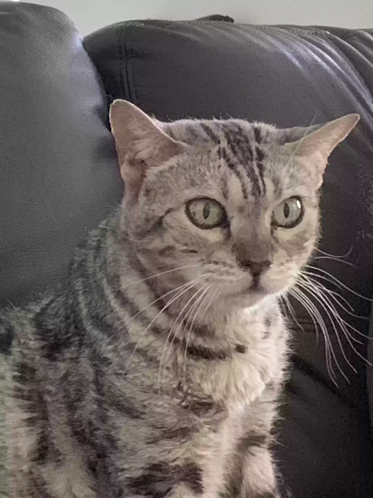 Lost cat in Miami Beach, FL, 33139