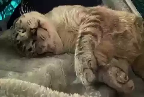 Lost cat in Sanford, FL, 32773