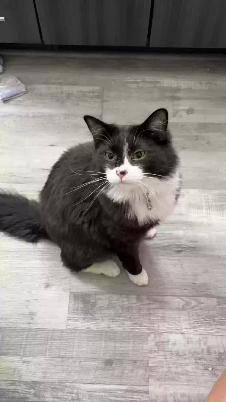 Lost cat in Greenacres, WA, 99016