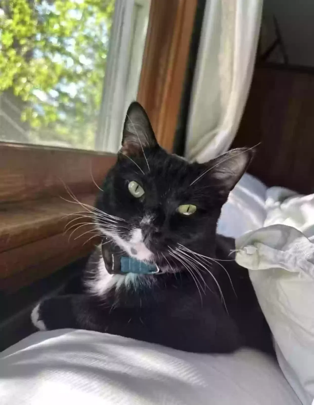 Lost cat in Big Bear City, CA, 92314
