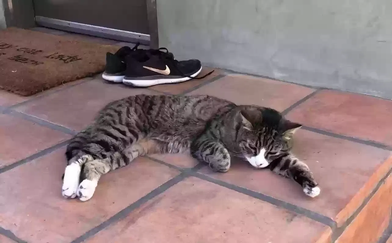 Lost cat in Los Angeles, CA, 90066