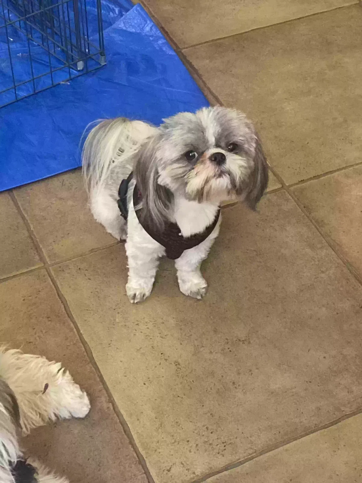 Lost dog in Clovis, CA, 93611