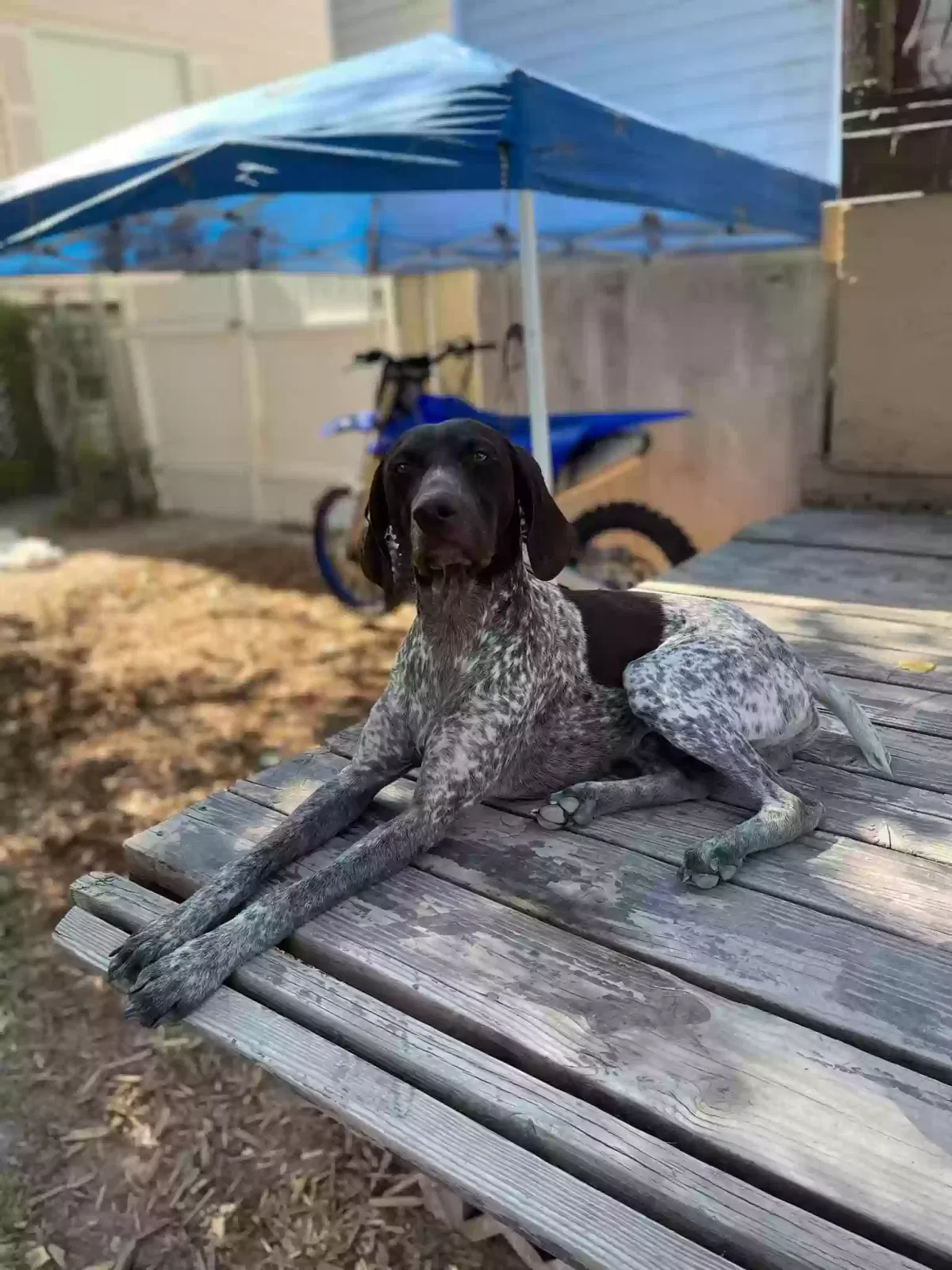 Lost dog in West Jordan, UT, 84088