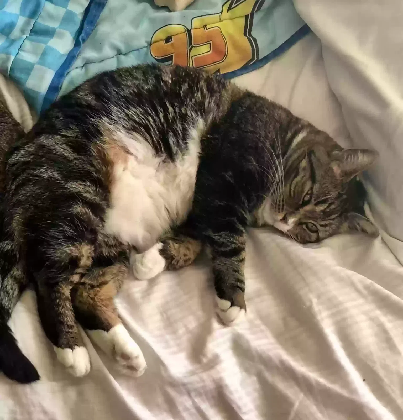 Lost cat in El Cajon, CA, 92021
