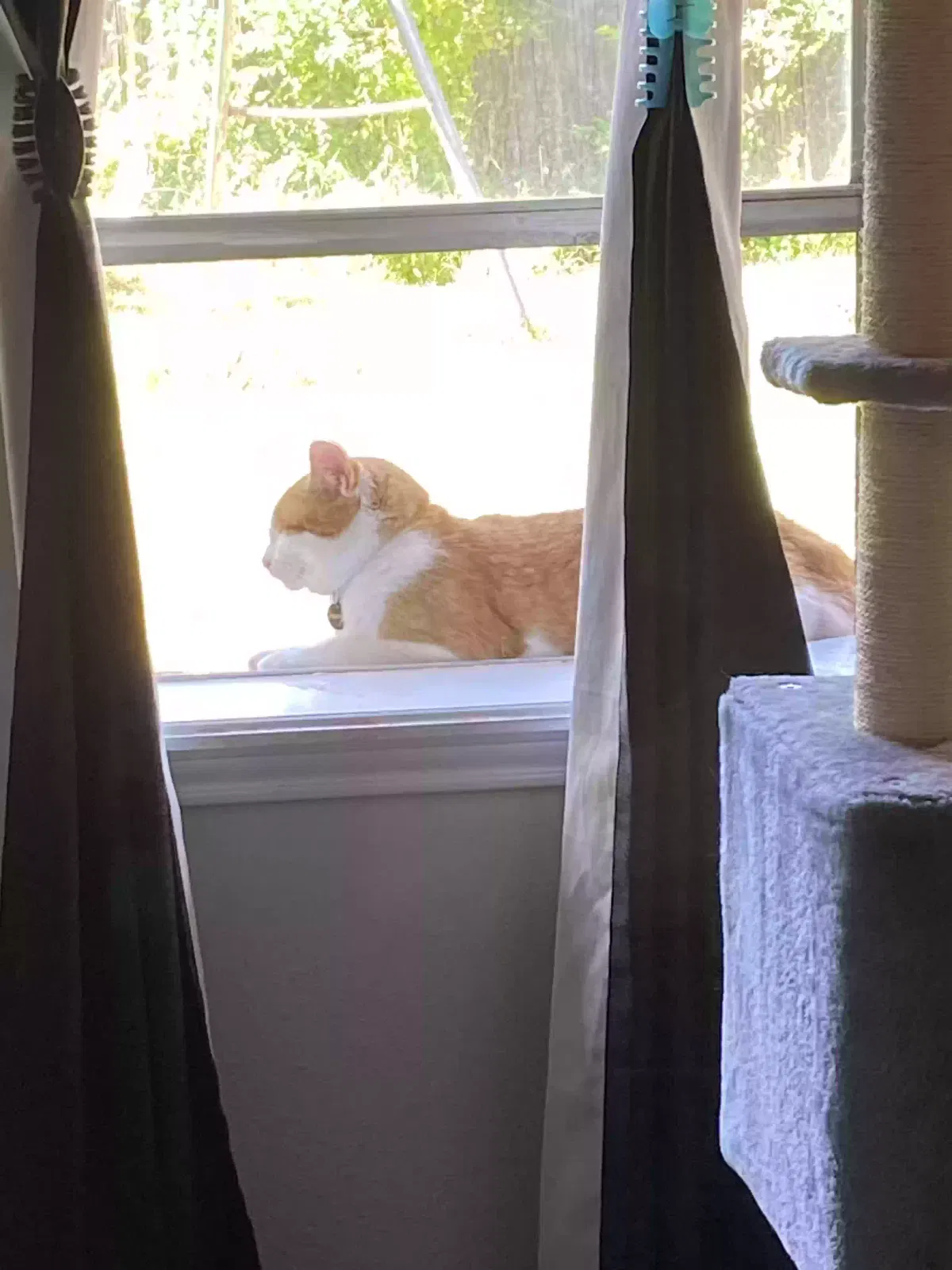 Lost cat in Fort Worth, TX, 76137