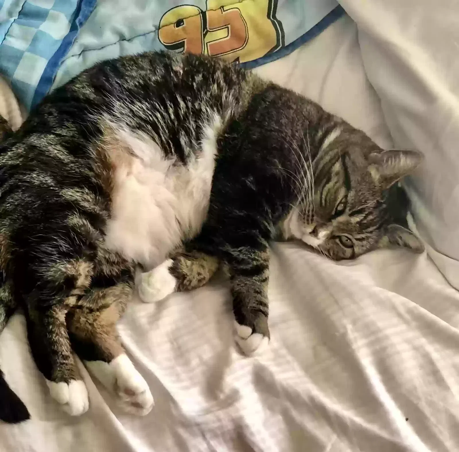 Lost cat in El Cajon, CA, 92021