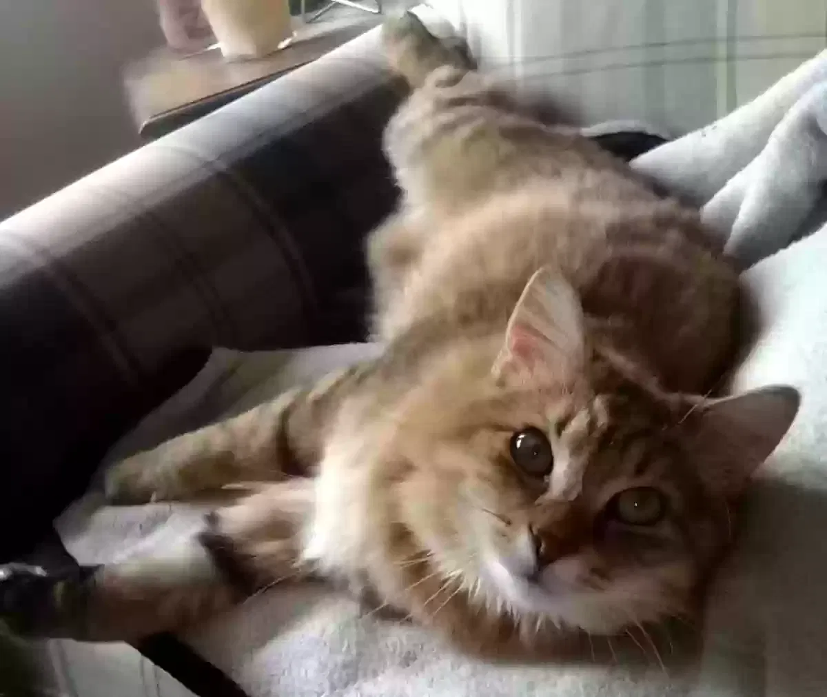 Lost cat in Cincinnati, OH, 45238