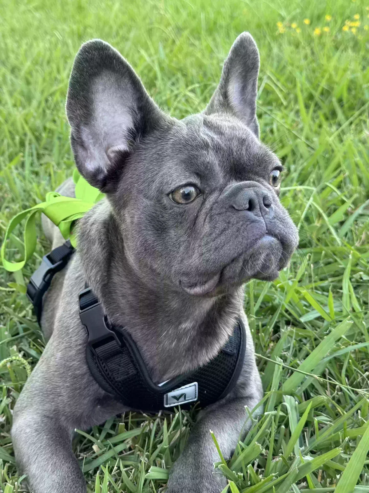 Lost dog in Antioch, CA, 94531