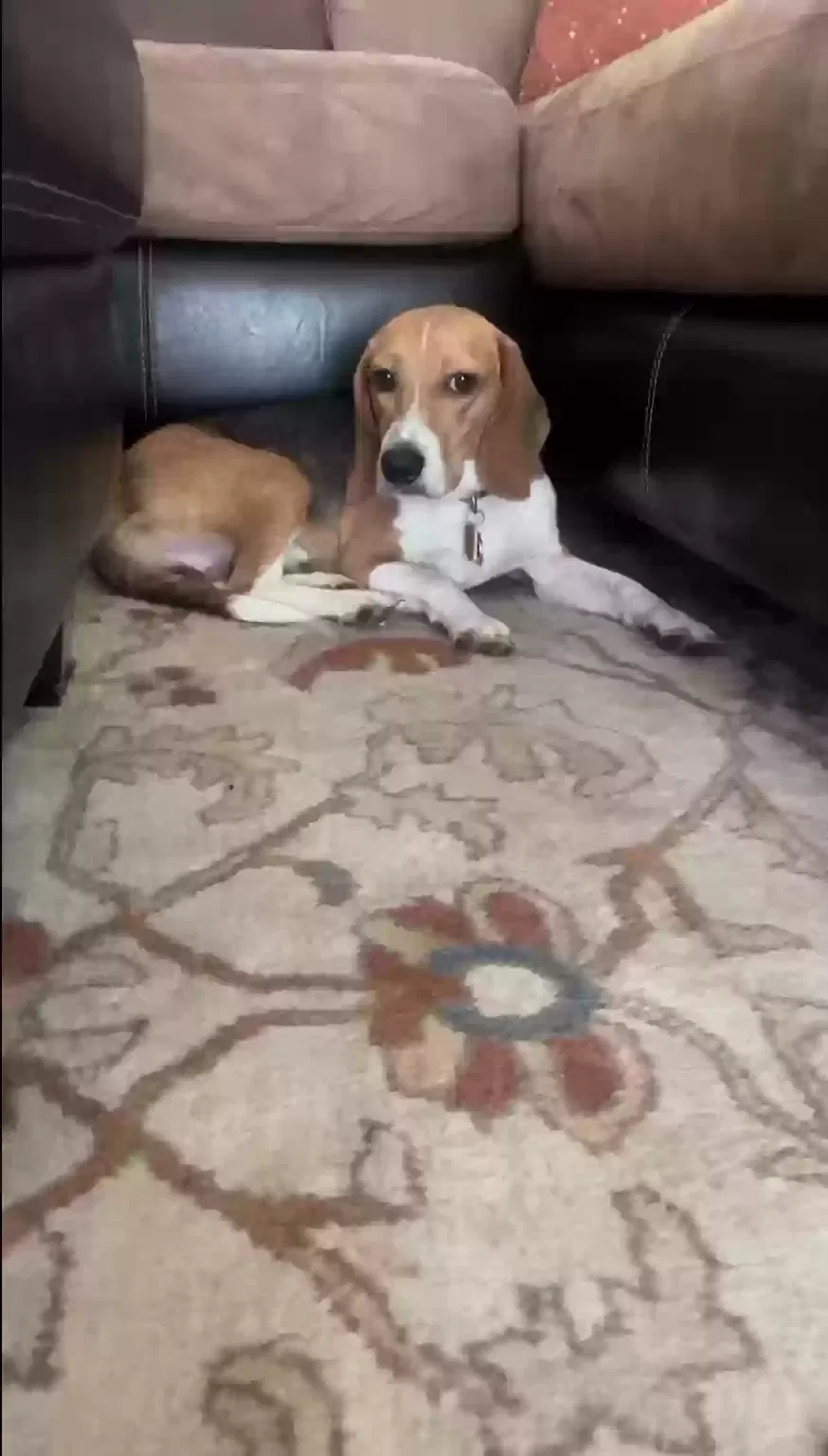 Lost dog in Mount Pleasant, SC, 29464