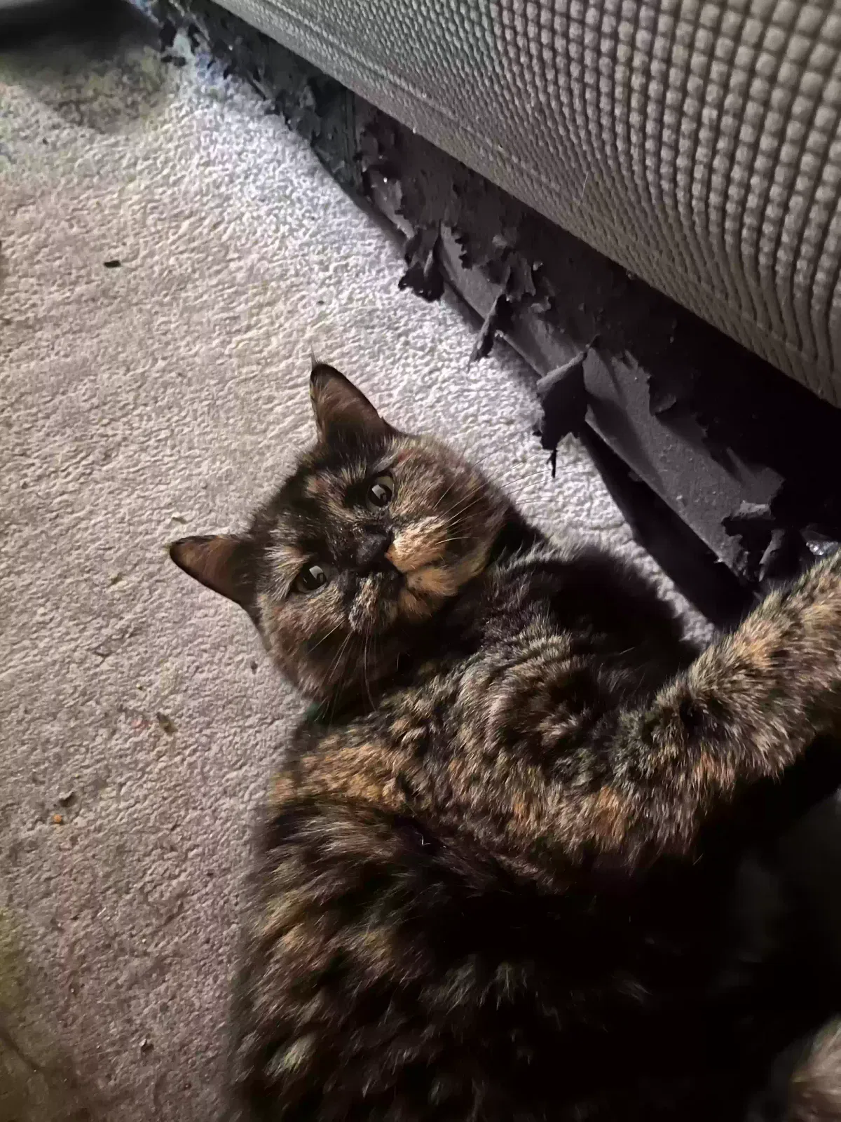 Lost cat in Cincinnati, OH, 45215