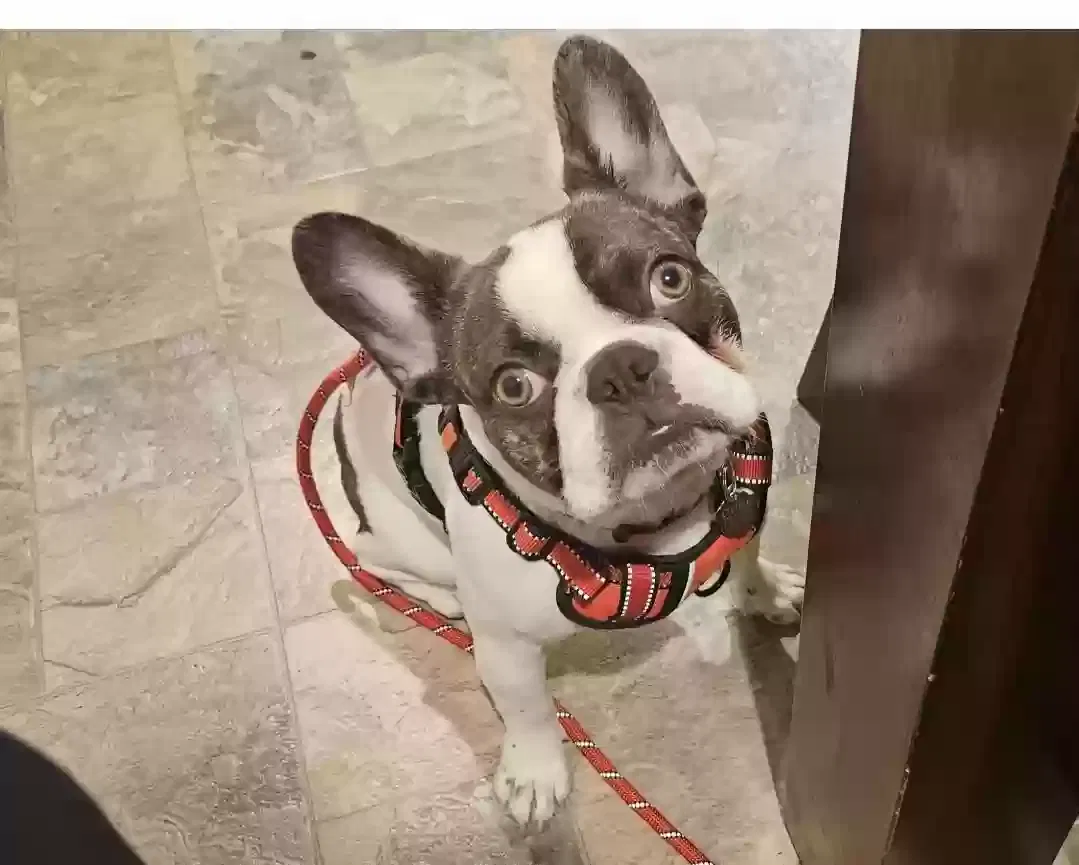 Lost dog in El Sobrante, CA, 94803