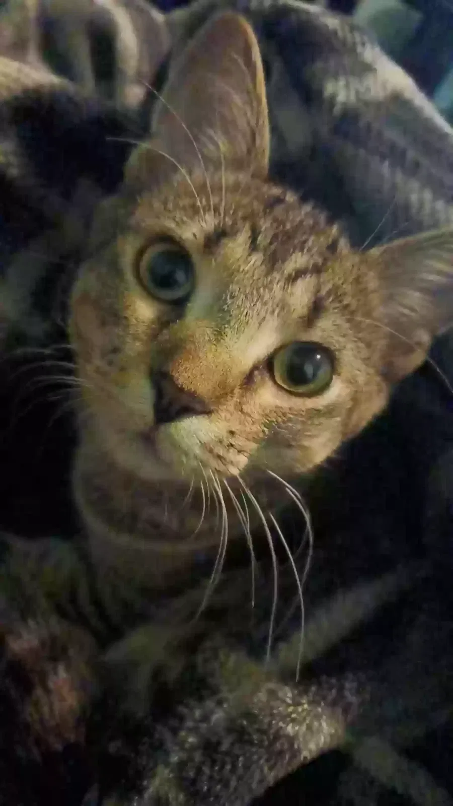 Lost cat in Saint Paul, MN, 55107