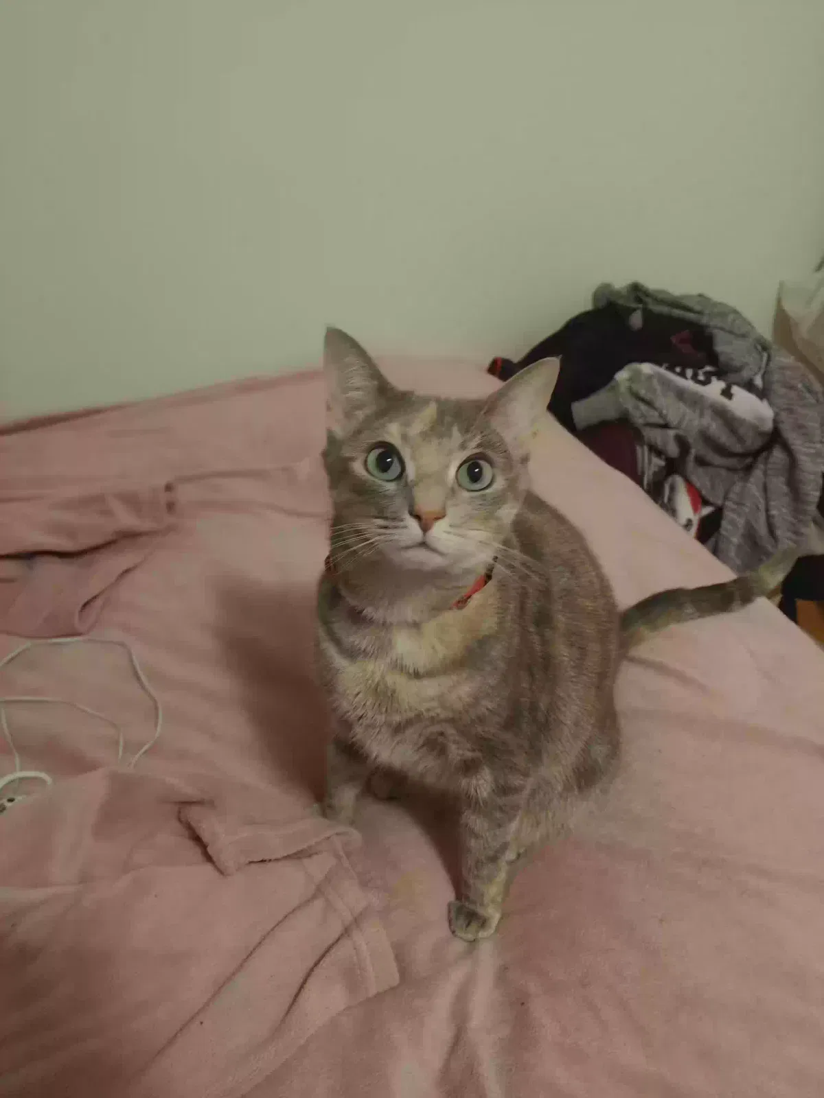 Lost cat in New Rochelle, NY, 10801