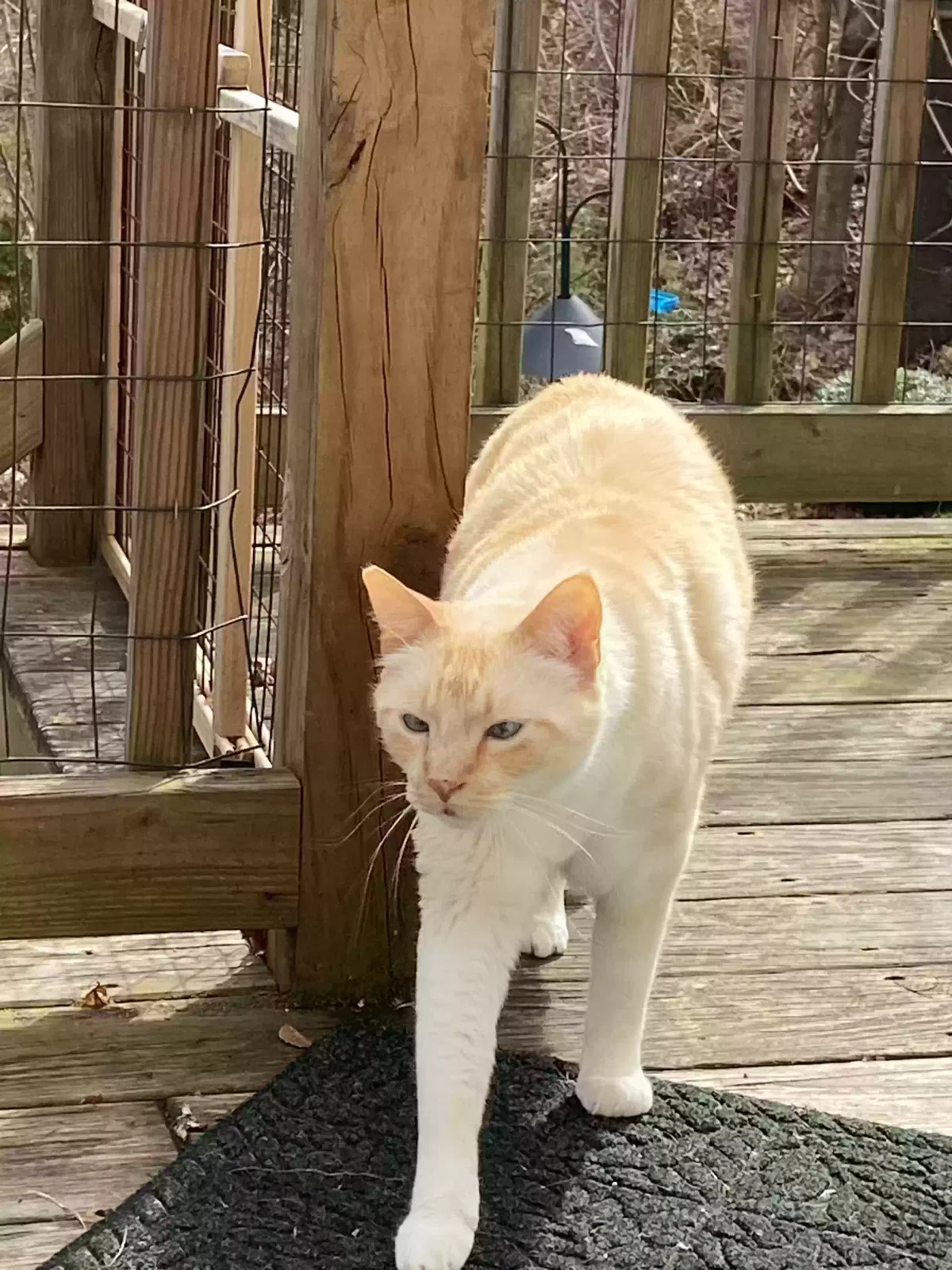 Lost cat in Marion, MA, 2738