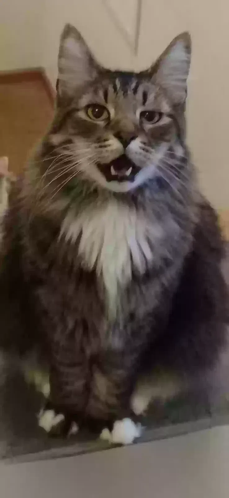 Lost cat in Belvidere, IL, 61008