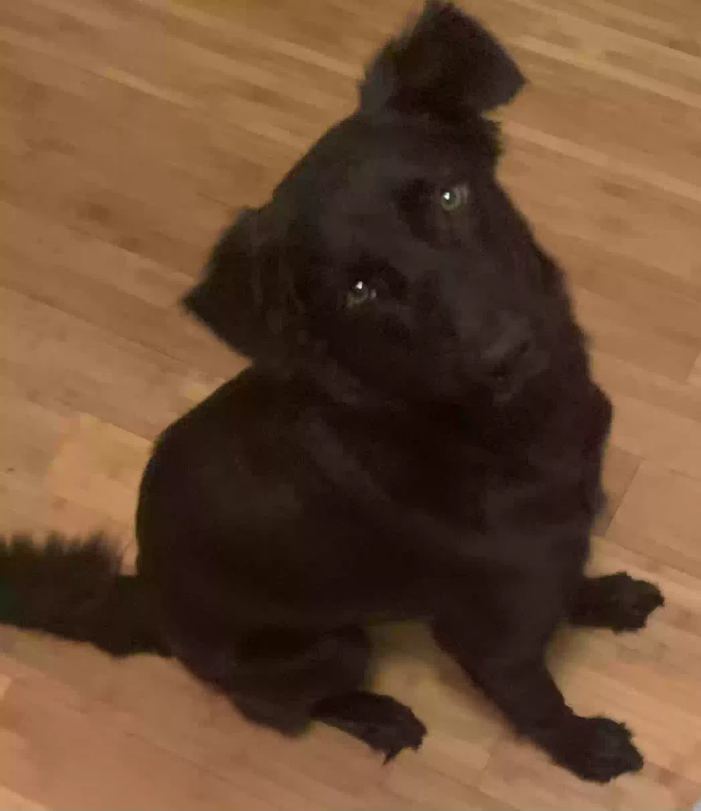 Lost dog in Rosharon, TX, 77583