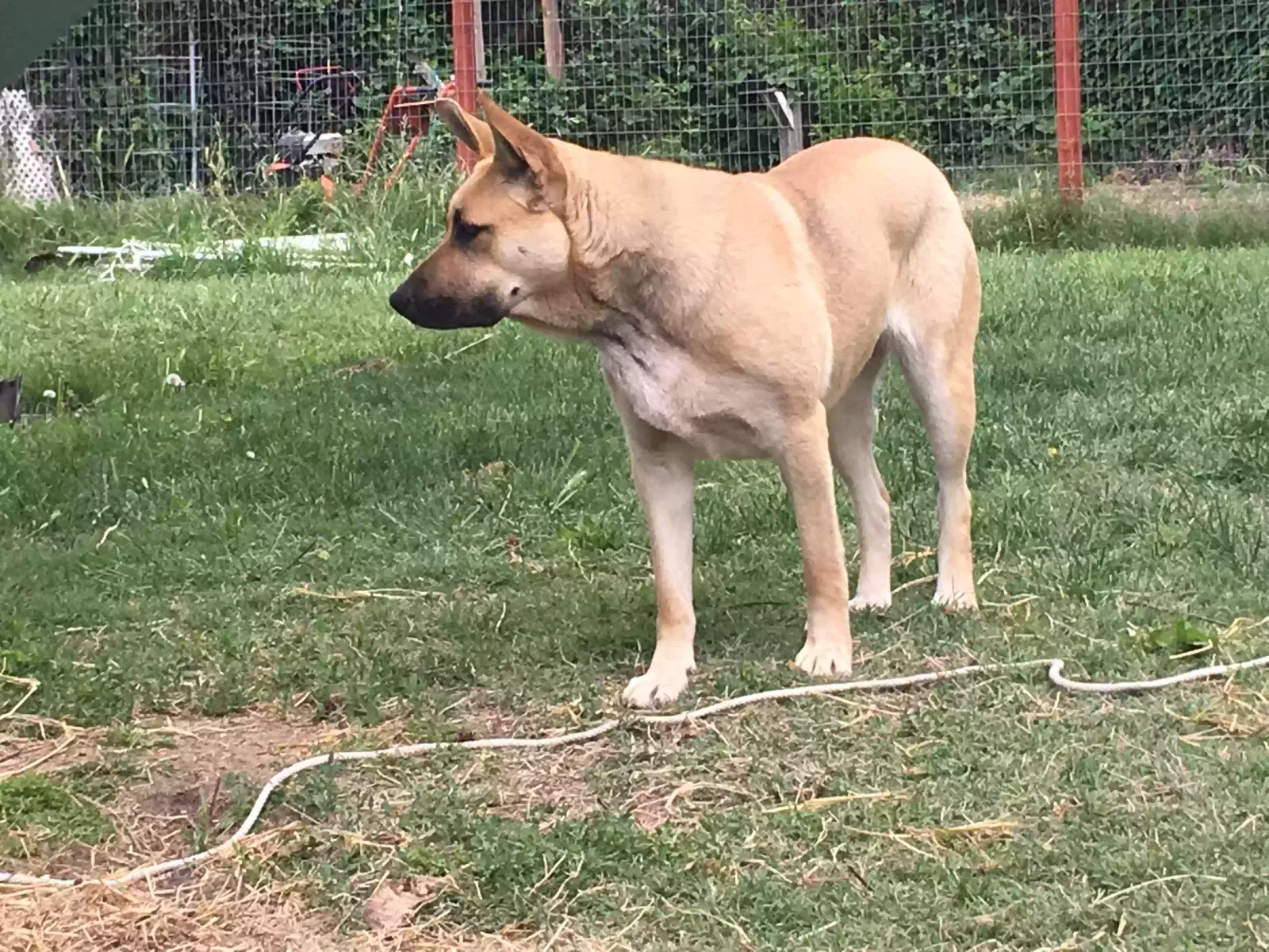 Lost dog in Youngstown, OH, 44514