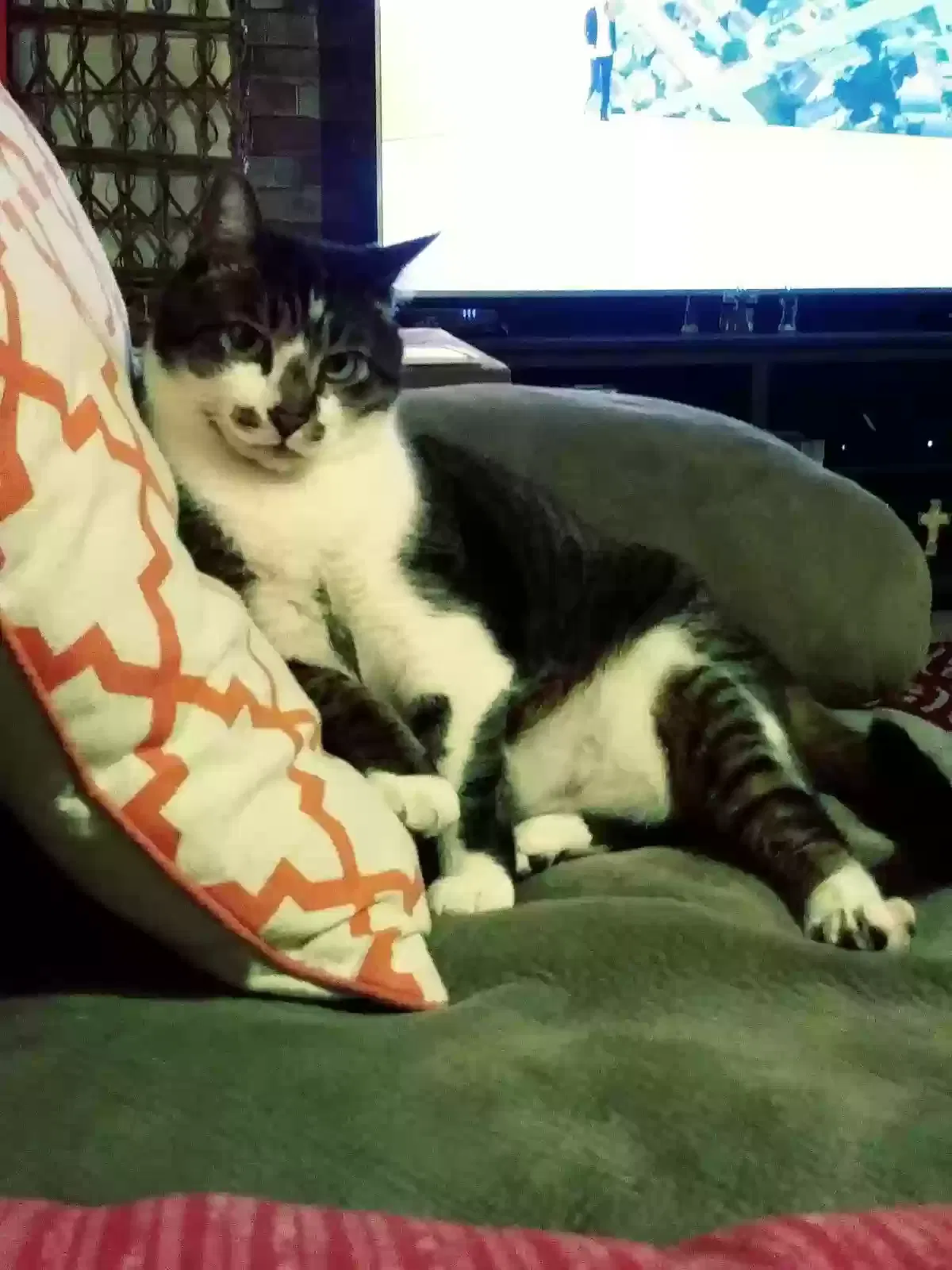 Lost cat in Riverview, FL, 33578