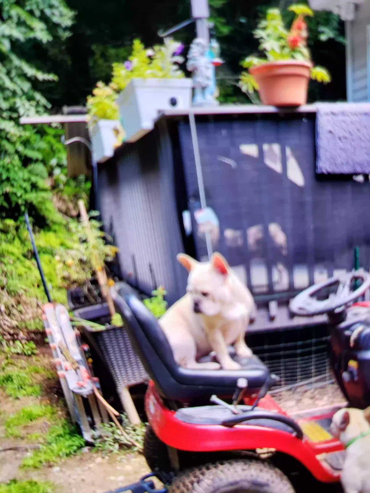 Lost dog in Thomaston, CT, 6787