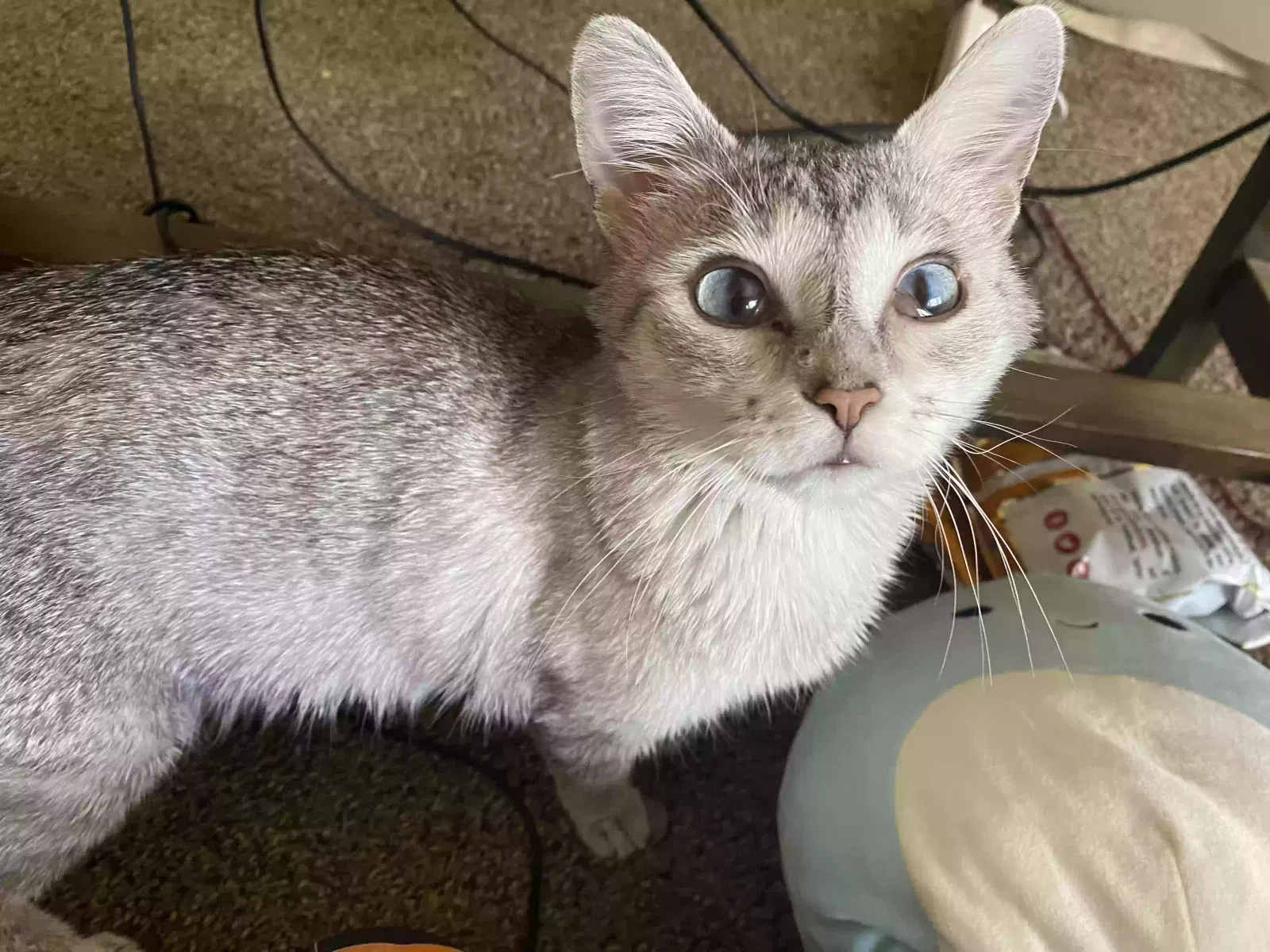 Lost cat in Saint Paul, MN, 55125