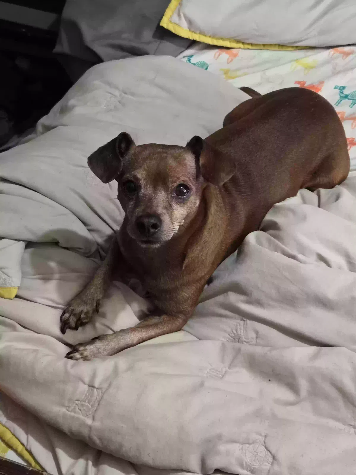 Lost dog in Tulsa, OK, 74115
