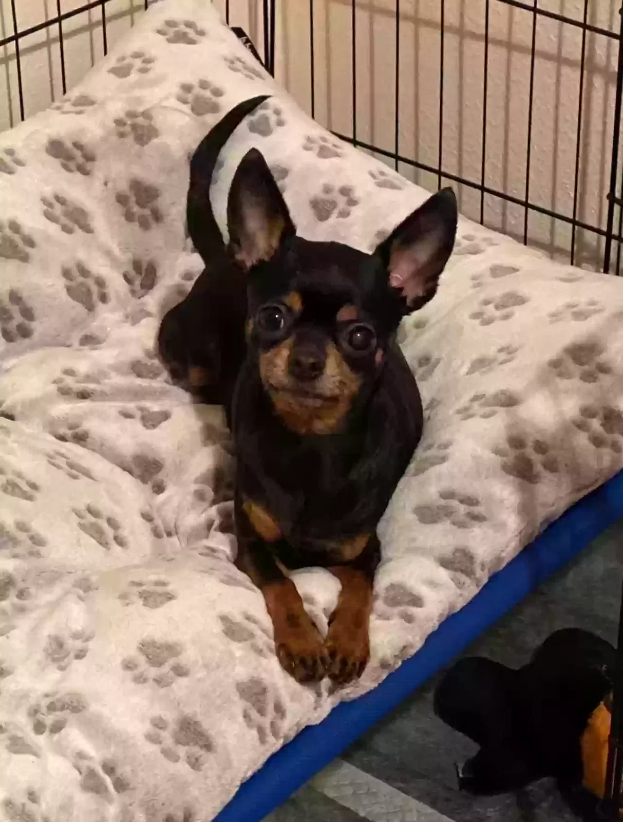 Lost dog in Houston, TX, 77038