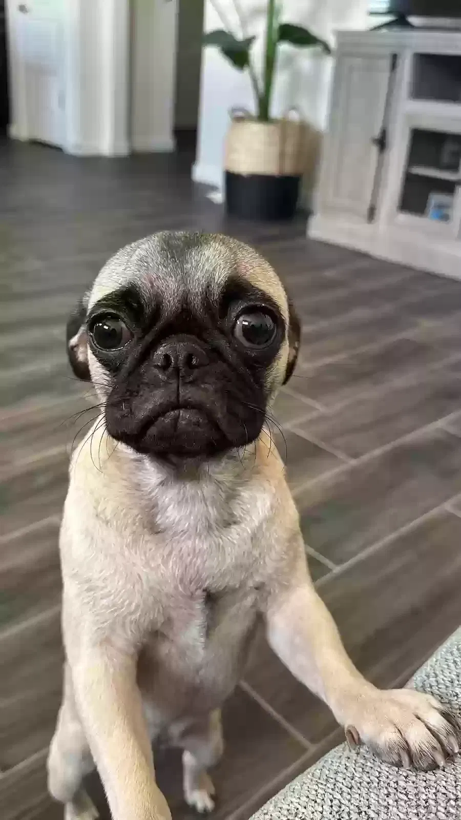 Lost dog in El Paso, TX, 79928