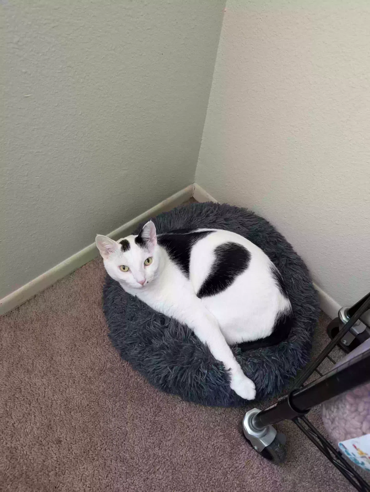Lost cat in Escondido, CA, 92029
