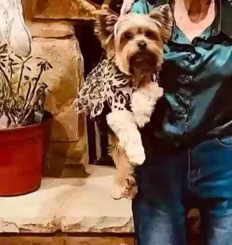 Lost dog in Belton, TX, 76513