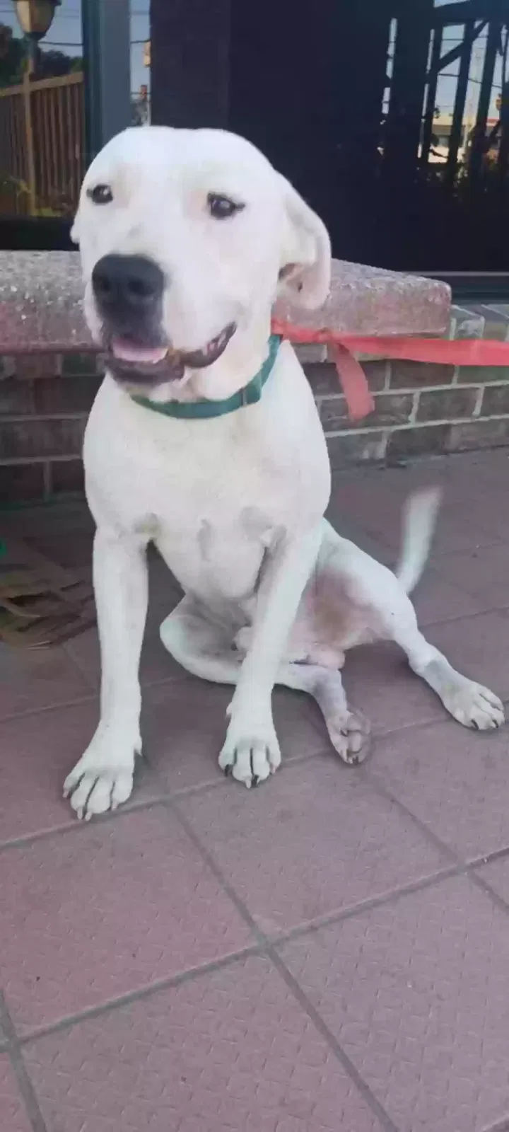 Lost dog in Tulsa, OK, 74105