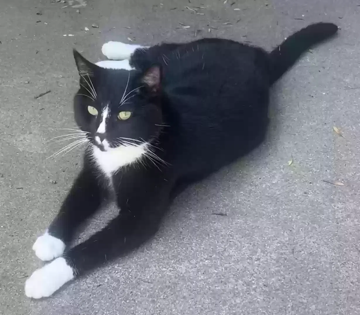 Lost cat in Dell Rapids, SD, 57022