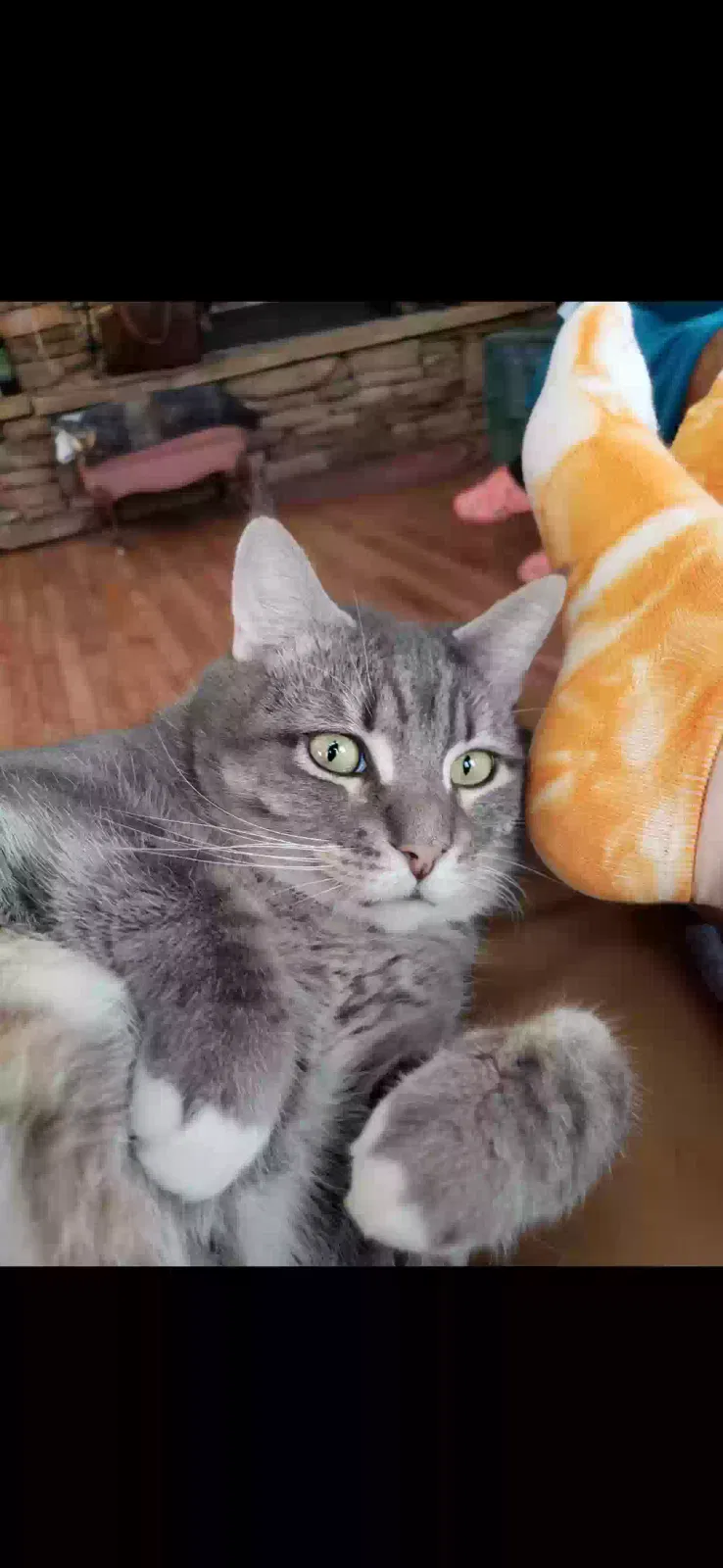Lost cat in Matthews, NC, 28104