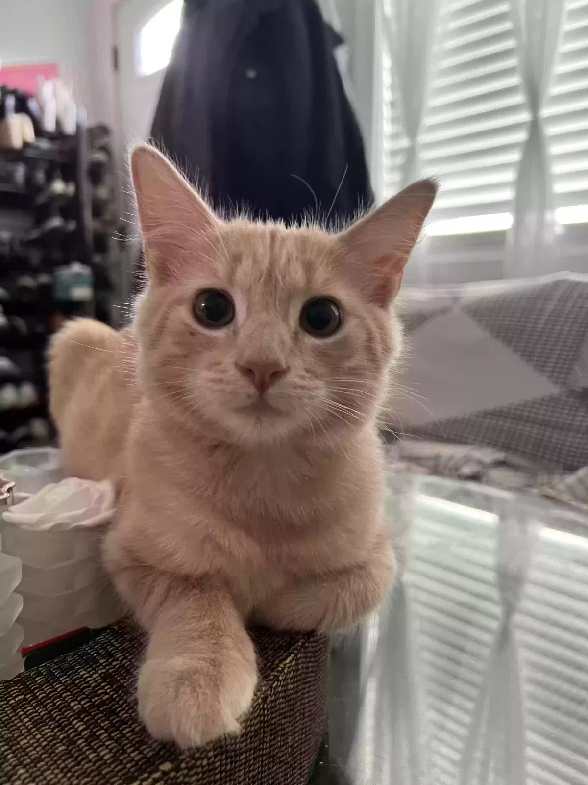 Lost cat in Anaheim, CA, 92801