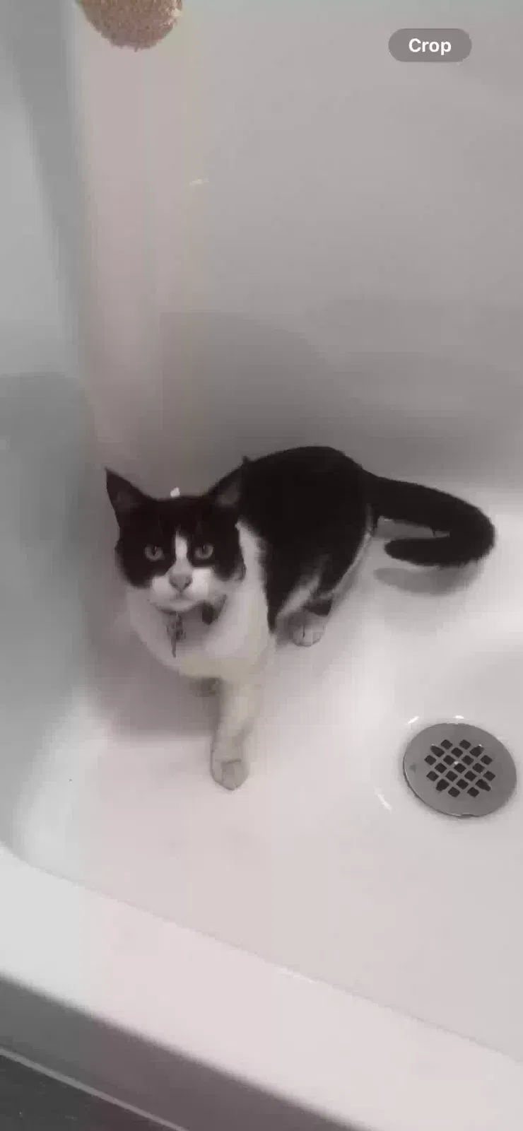 Lost cat in Anaheim, CA, 92801